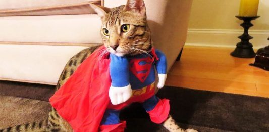 Petogodišnji superheroj pomaže uličnim mačkama