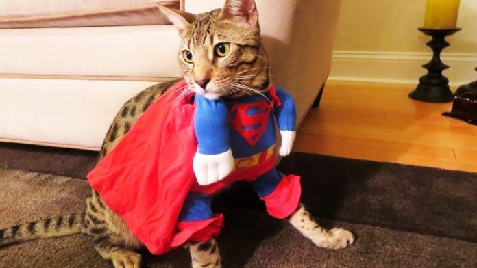 Petogodišnji superheroj pomaže uličnim mačkama