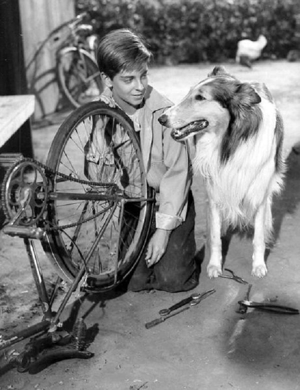 Lassie_and_Tommy_Rettig_1956.jpg
