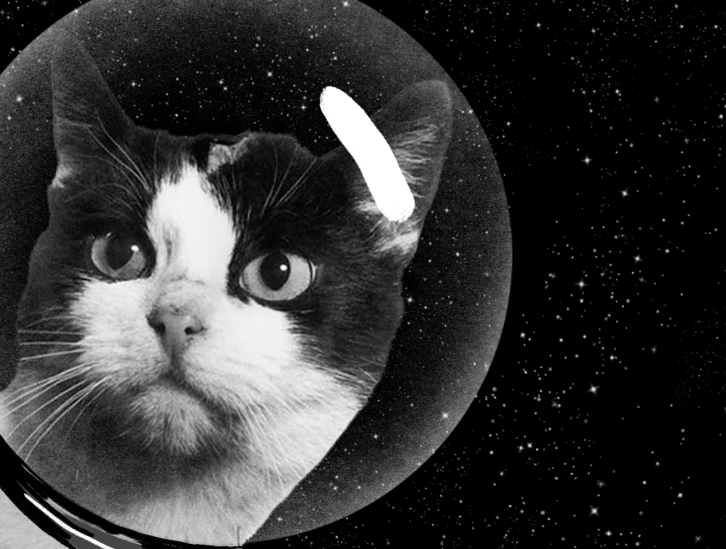 Felicette Chat Espace Vajb Magazin