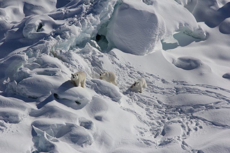 Otkrivena potpuno nova grupa polarnih medveda na Grenlandu