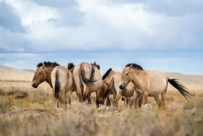 1200px-mares-from-the-transport-2011-in-2013jpg