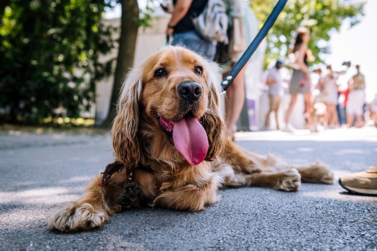 Festival pasa svih rasa „Ulični psi“ tradicionalno na Kalemegdanu